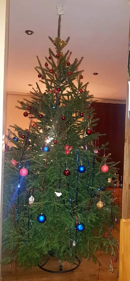 Latvijas eglīte